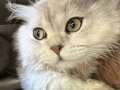 Ücretsiz British Longhair Erkek Kedimizi Sahiplendiriyoruz