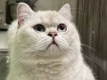 Mavi Gözlü British Shorthair Kedimiz Ücretsiz