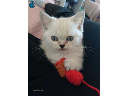 Dori 2 aylık ve erkek. Çok oyuncu ve sevimli.