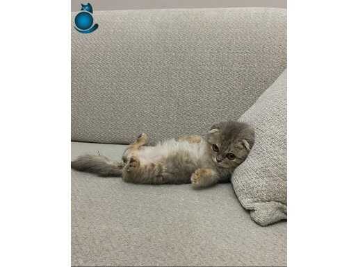 5 aylık bebek gri scottish