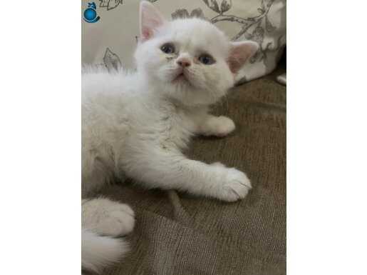 Mavi Gözleriyle Evinize Renk Katicak