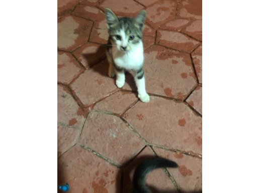 Annelerin terk etti zor durumdaki yavrular