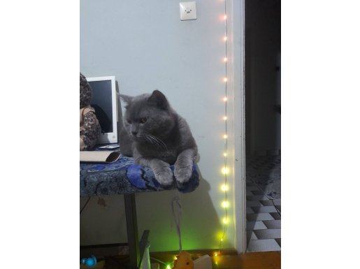 British erkek kedi 