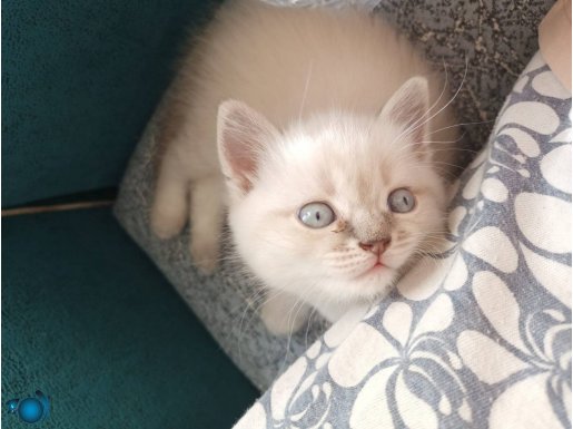 Güzel ve sevimli kediler