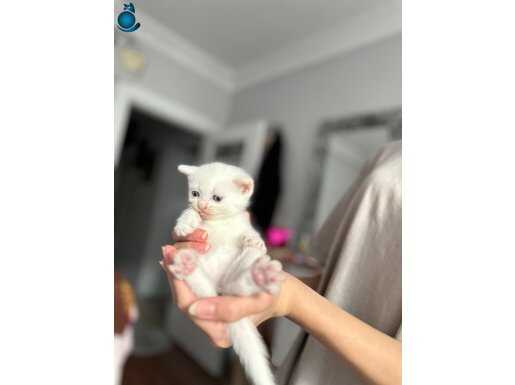 Kedim doğum yaptı yavrusunu sahiplendirmek istiyorum 