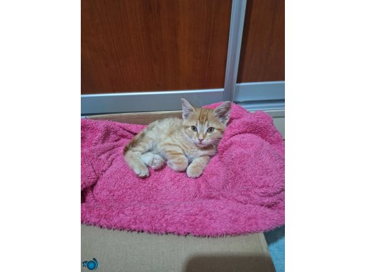 1,5 aylık oğlumuza yuva arıyoruz.