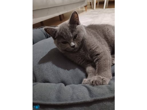 2 aylık iç dış parazit yapıldı