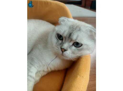 Tam bir oyuncu, sevgi yumağı 