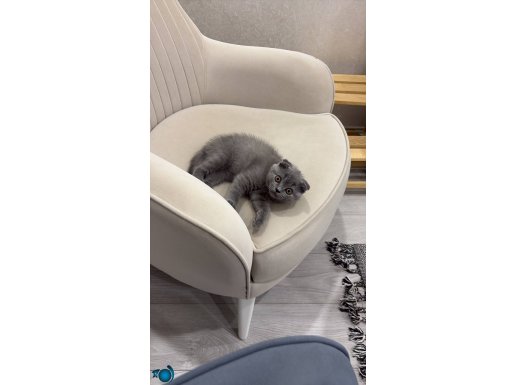 Scottish Fold 64 Günlük 