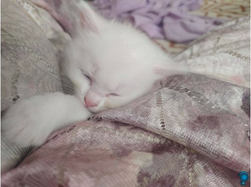 Süt beyazı sütlumuz 