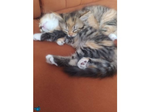 2 aylık dişi oyuncu iç dış parazitlerini yaptırdım 