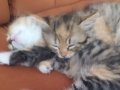 2 aylık dişi oyuncu iç dış parazitlerini yaptırdım 