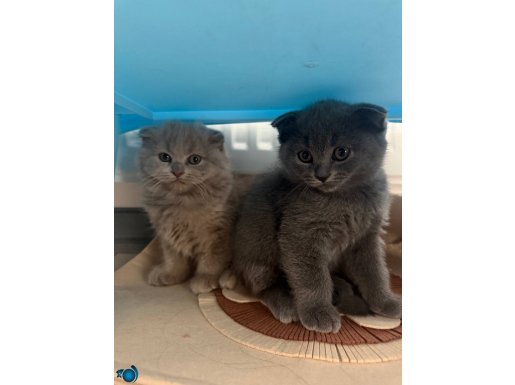 Ev ortaminda yetişmiş sağlıklı bebiş