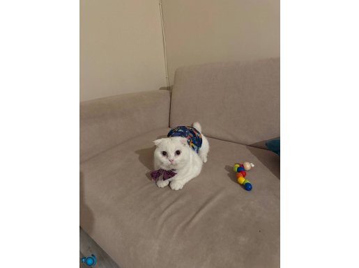 scottish fold 6 aylık