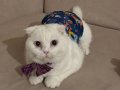 scottish fold  6 aylık