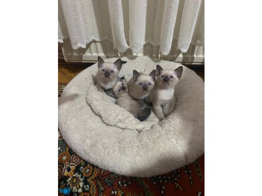 Safkan Sağlık Blue Point Siyam yavrular 