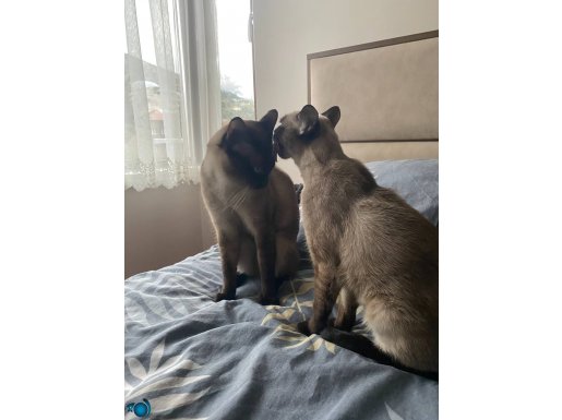 Safkan gayet uyumlu Siyam bluepoint 