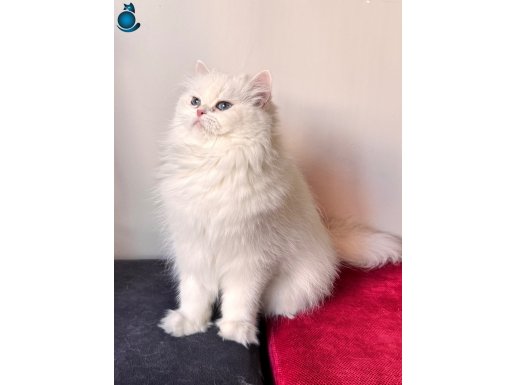 Ücretsiz Safkan brithiş longhair 
