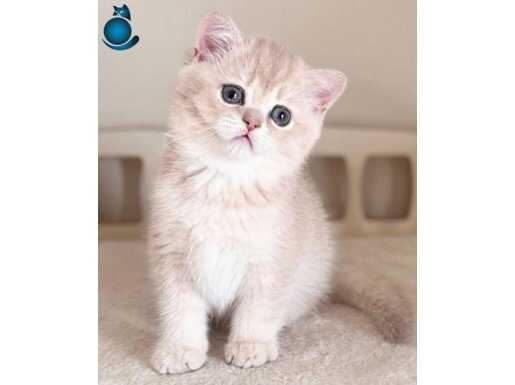 Muhteşem Golden yavrular 