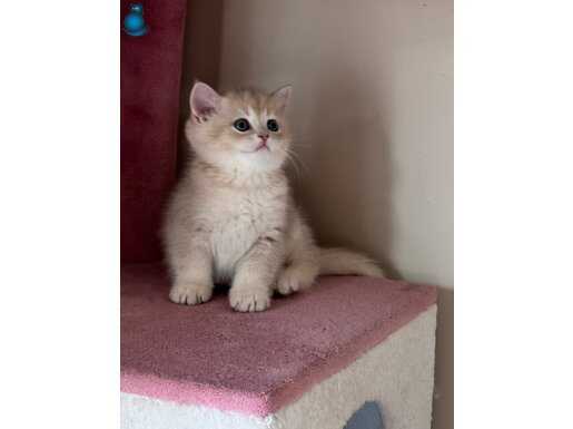 Şhow kalite golden yavrular 