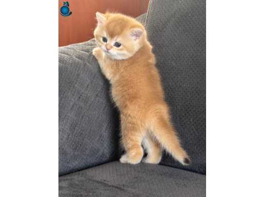 Şhow kalite Golden yavru