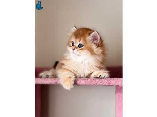 Show kalite Golden yavrular 