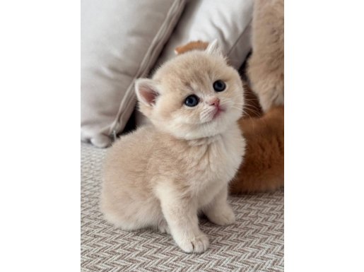 Show kalite golden yavrular 