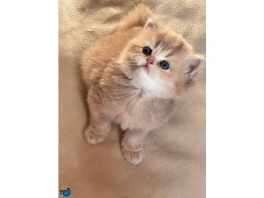 Şhow kalite golden yavru