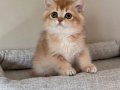 Şhow kalite Golden yavrular 
