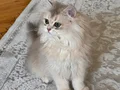 Blue Golden British longhair 