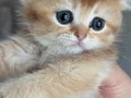 Şhow kalite Golden yavrular 