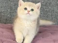 Safkan Şhow kalite Golden yavrular 