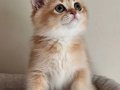 Safkan British golden yavrularular 