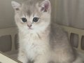 Safkan British golden yavrularular 