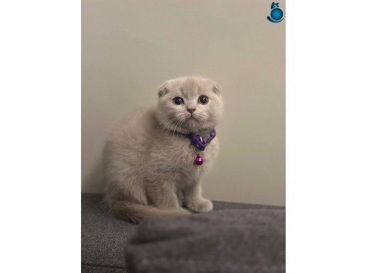 Anotomi harikası özel renk scottish fold lilac