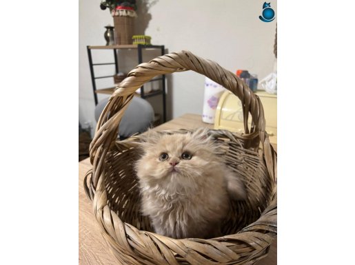 Biblo bebek show kalite british longhair erkek 