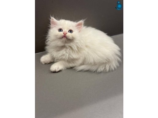 Show kalite british longhair - shorthair yavrular 