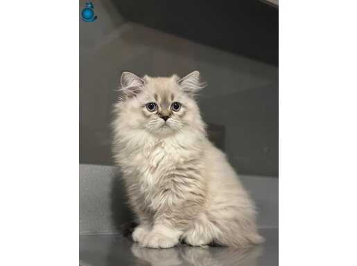 Prenses british longhair dişi 