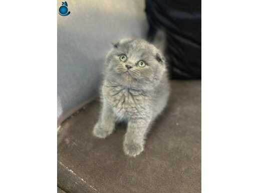 Biblo bebek scottish fold dişi 