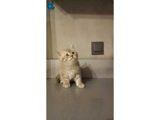 Anatomi harikasi british shorthair yavru