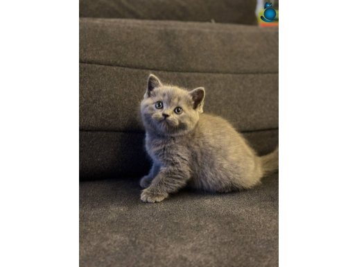 Top kafa show kalite british shorthair 