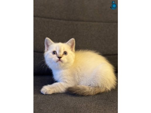 Top kafa kardeş yavrular lynx point 