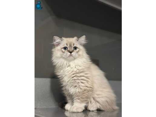 Scrli babanın Küçük eşsiz güzellikteki küçük kızı 