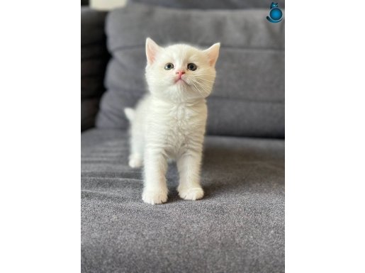 Ayı surat british shorthair - longhair yavrulara yeni yuva 