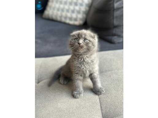 Küçük ve öfkeli anatomi harikasi scottish fold 
