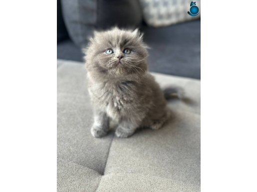 Etkileyici longhair gri yavrular show kalite 