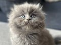Etkileyici longhair gri yavrular show kalite 