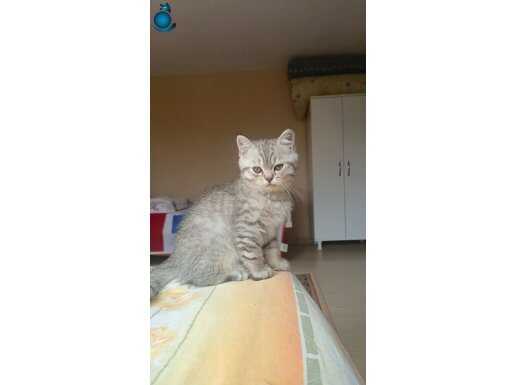 18 temmuz doğumlu erkek yavrumuz 