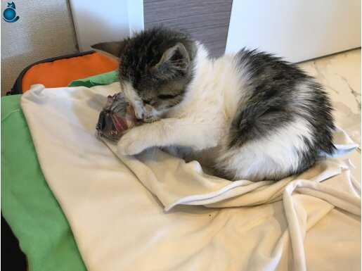 2 aylık yavru tüylü tekir