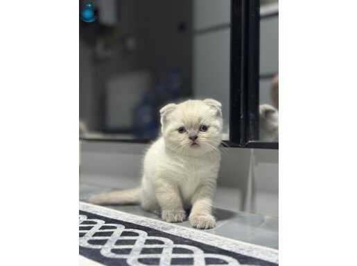 blue point yavrularımızı sahiplendiriyoruz 